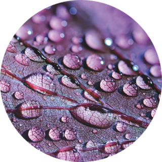 HEETS Purple Wave Selection